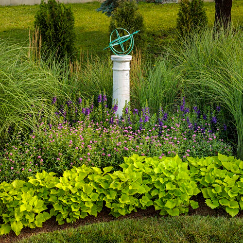 Angelface® Blue Angelonia | Proven Winners® - Image 2