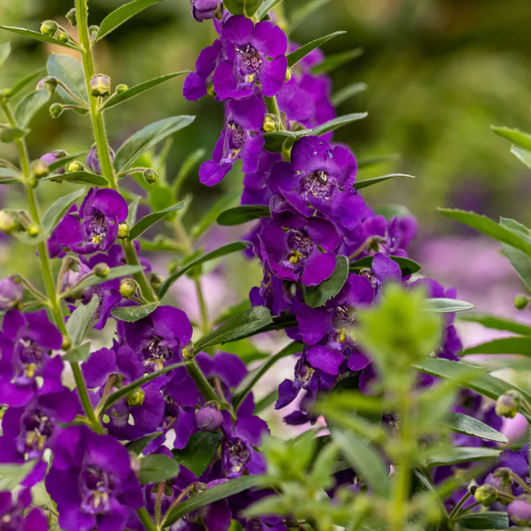 Angelface® Blue Angelonia | Proven Winners® - Image 4