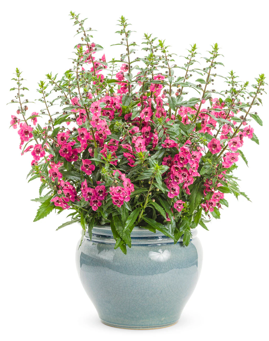 Angelface® Perfectly Pink Angelonia | Proven Winners® - Image 2