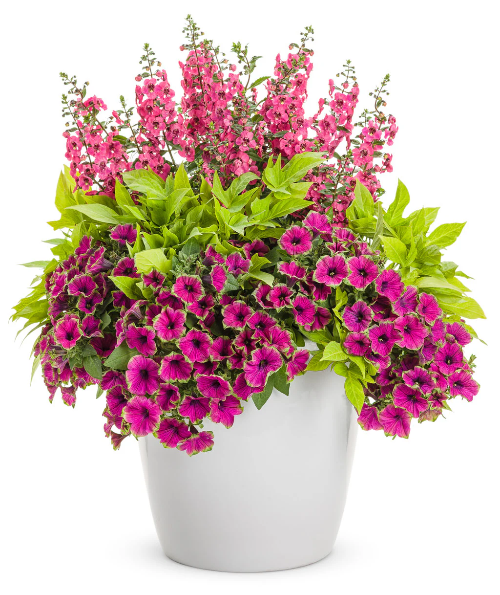 Angelface® Perfectly Pink Angelonia | Proven Winners® - Image 3