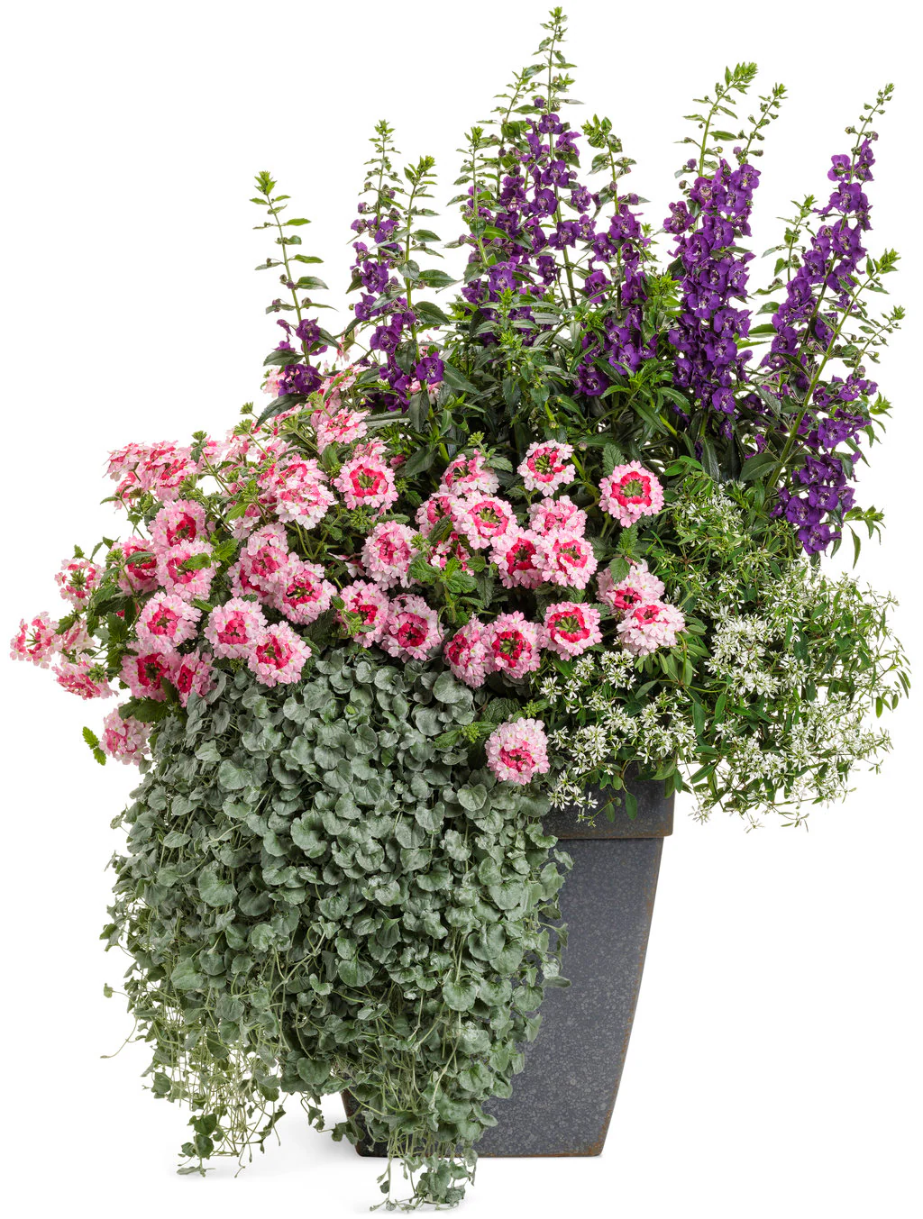 Angelface® Super Blue Angelonia | Proven Winners® - Image 3