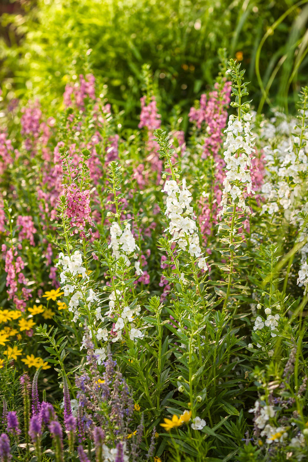 Angelface® Super White Angelonia | Proven Winners® - Image 2