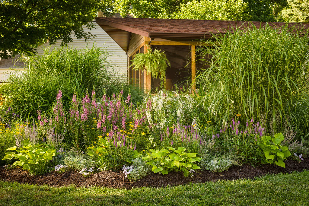 Angelface® Super White Angelonia | Proven Winners® - Image 3