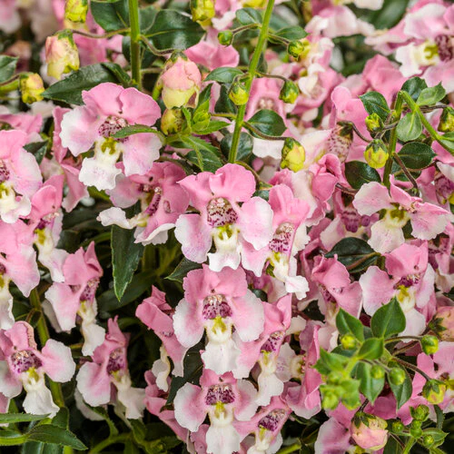 Angelface® Wedgewood Pink Angelonia | Proven Winners®