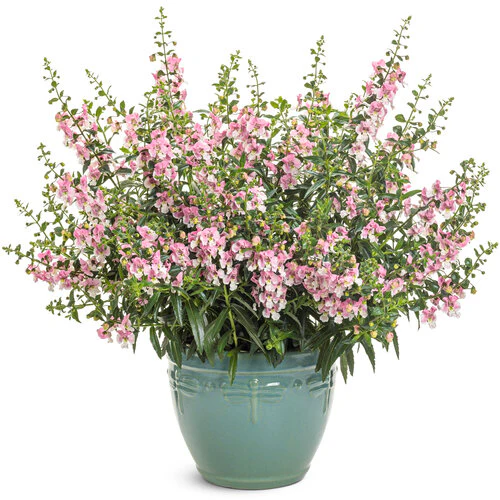 Angelface® Wedgewood Pink Angelonia | Proven Winners® - Image 2