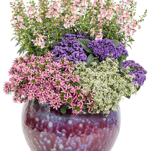 Angelface® Wedgewood Pink Angelonia | Proven Winners® - Image 3