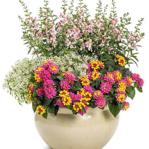 Angelface® Wedgewood Pink Angelonia | Proven Winners® - Image 4