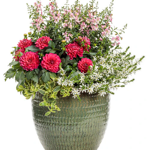 Angelface® Wedgewood Pink Angelonia | Proven Winners® - Image 5