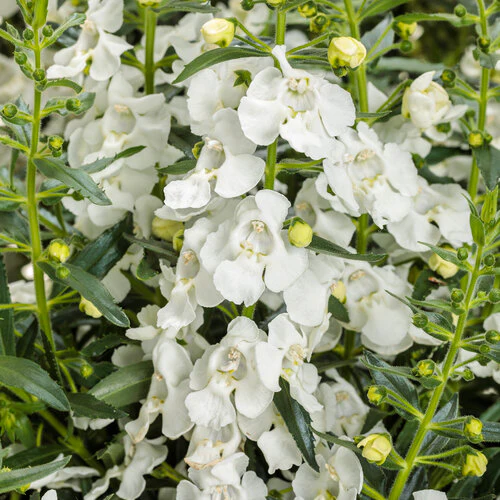 Angelface® White Angelonia | Proven Winners®