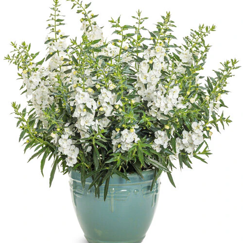 Angelface® White Angelonia | Proven Winners® - Image 2