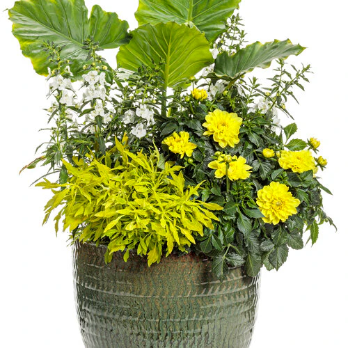 Angelface® White Angelonia | Proven Winners® - Image 4