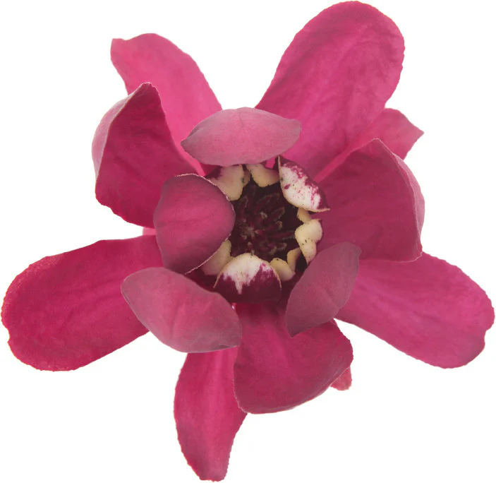 Aphrodite' Sweetshrub | Proven Winners® - Image 3