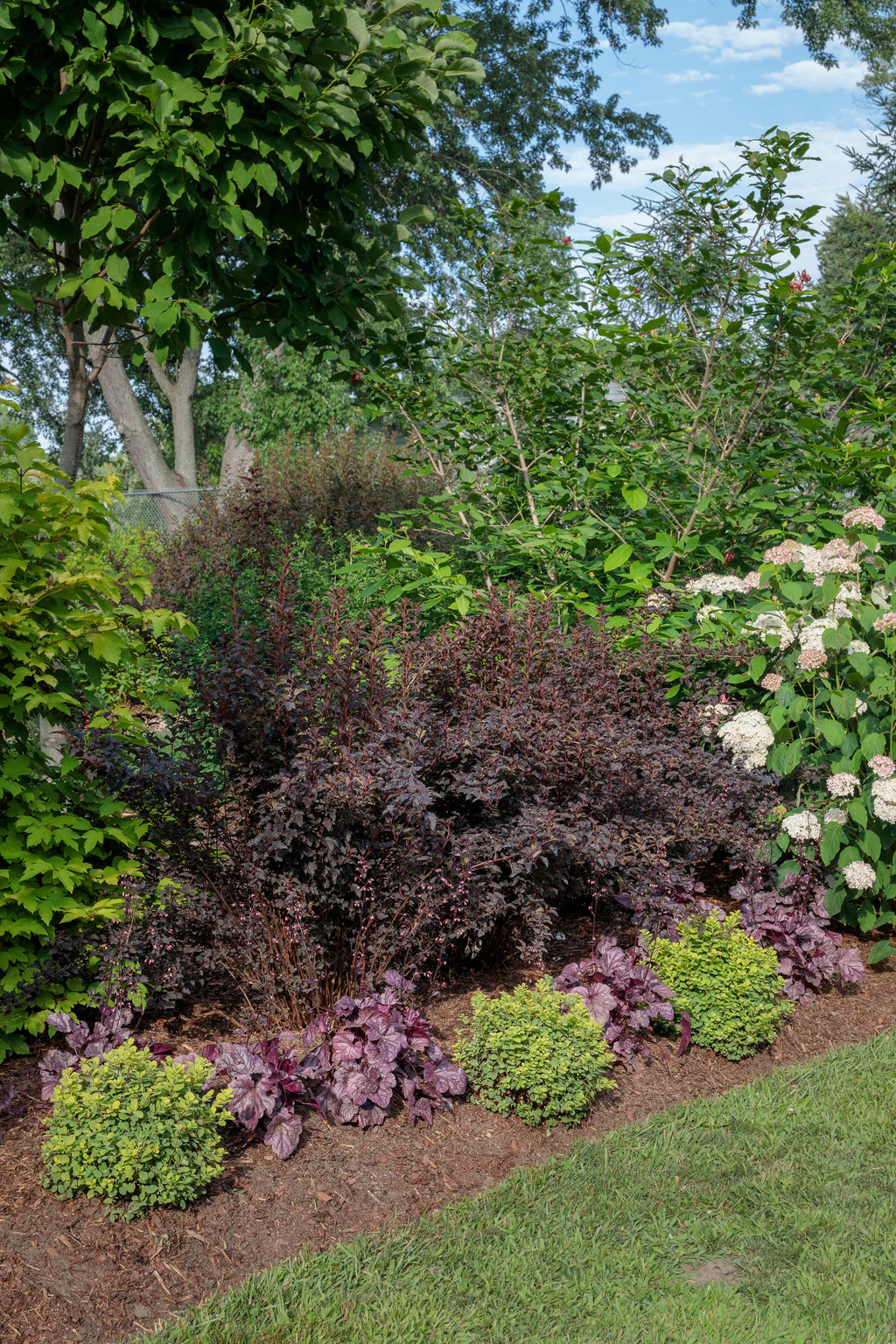 Aphrodite' Sweetshrub | Proven Winners® - Image 5