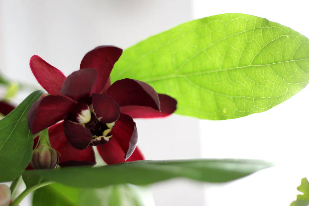 Aphrodite' Sweetshrub | Proven Winners® - Image 6