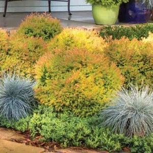Arborvitae Fire Chief™