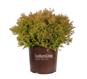 Arborvitae Fire Chief™ - Image 2
