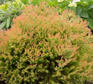 Arborvitae Fire Chief™ - Image 3
