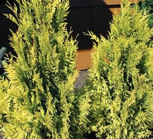 Arborvitae Forever Goldy