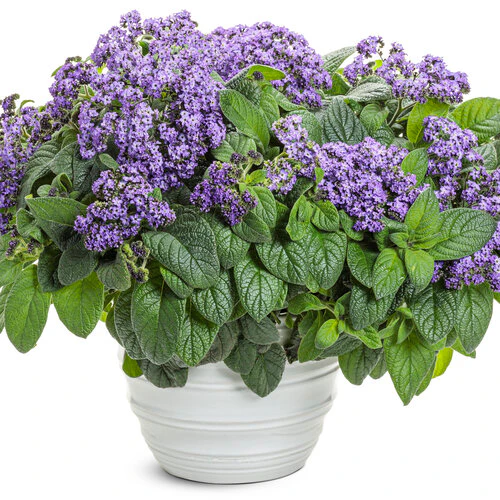 Aromagica™ Purple Heliotrope | Proven Winners® - Image 2