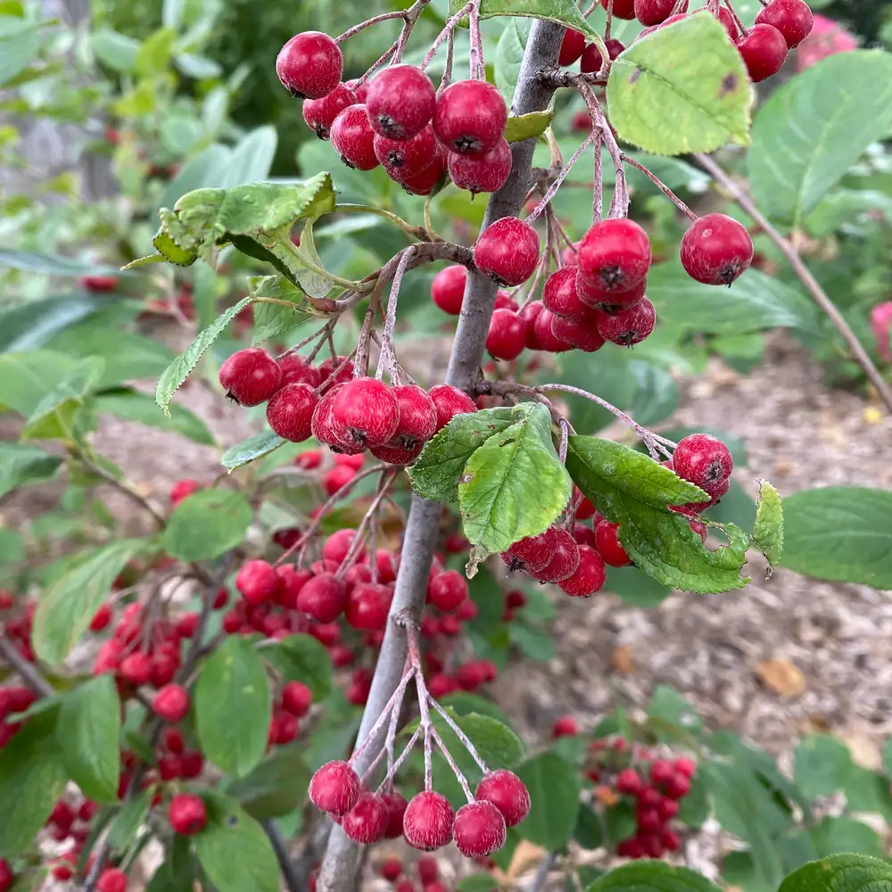 Aronia BERRY SCAPE® | Proven Winners®