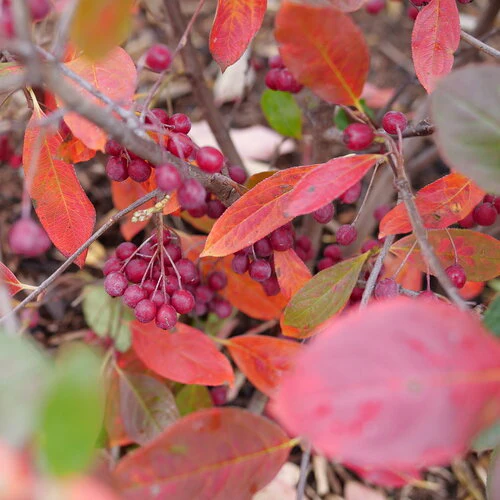 Aronia BERRY SCAPE® | Proven Winners® - Image 2