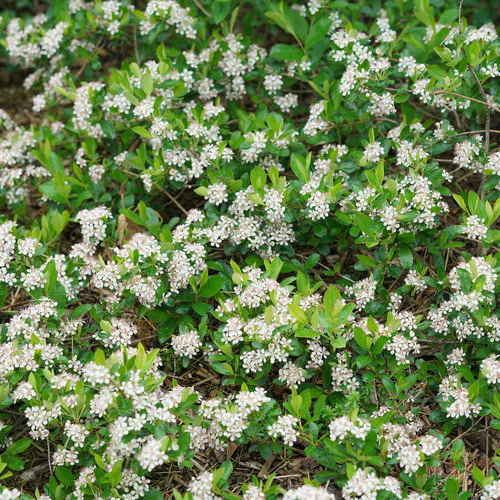 Aronia GROUND HUG® | Proven Winners®