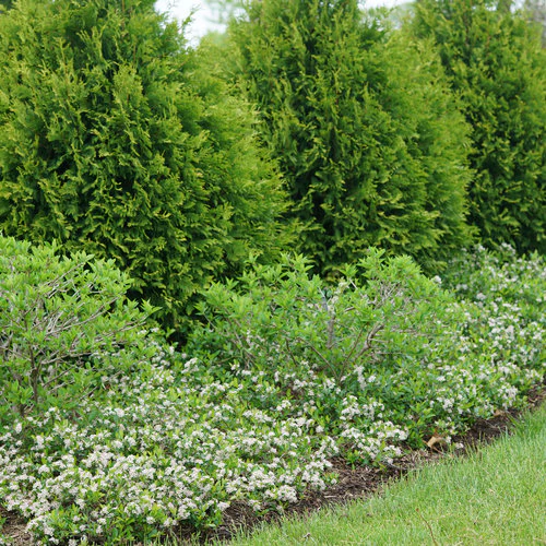 Aronia GROUND HUG® | Proven Winners® - Image 2