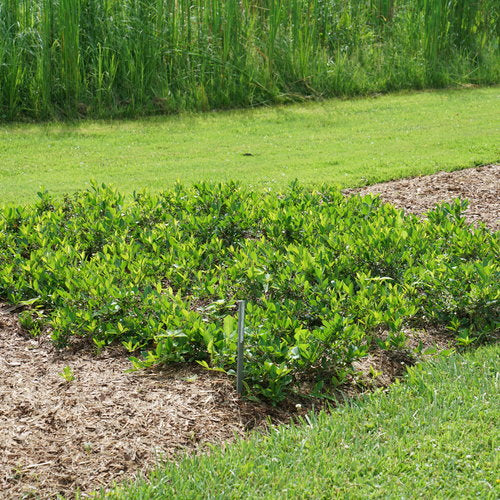 Aronia GROUND HUG® | Proven Winners® - Image 3