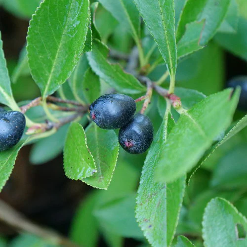 Aronia GROUND HUG® | Proven Winners® - Image 4