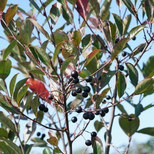 Aronia LOW SCAPE SNOWFIRE® | Proven Winners®