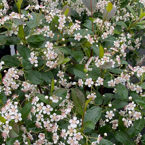 Aronia LOW SCAPE SNOWFIRE® | Proven Winners® - Image 2