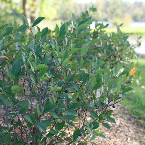 Aronia LOW SCAPE SNOWFIRE® | Proven Winners® - Image 3