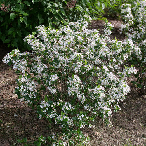 Aronia LOW SCAPE SNOWFIRE® | Proven Winners® - Image 4