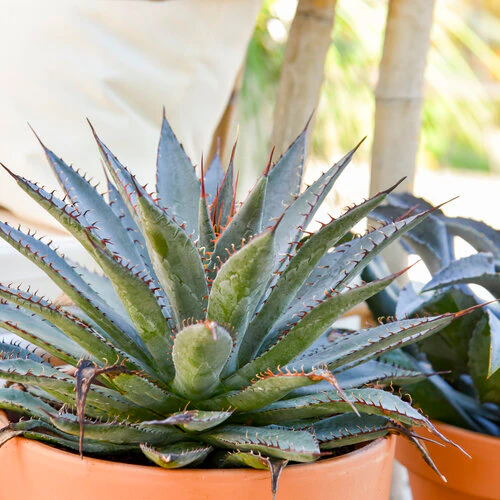 ART & SOL® 'Tooth Fairy' Mangave | Proven Winners®