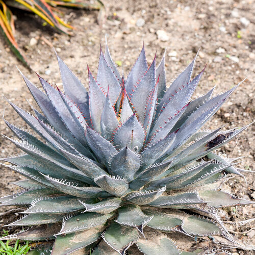 ART & SOL® 'Tooth Fairy' Mangave | Proven Winners® - Image 2