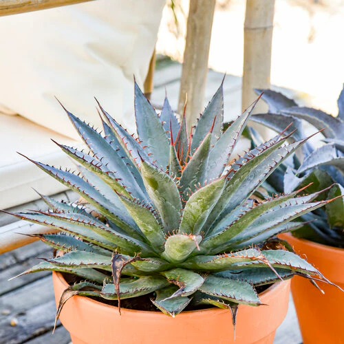 ART & SOL® 'Tooth Fairy' Mangave | Proven Winners® - Image 3