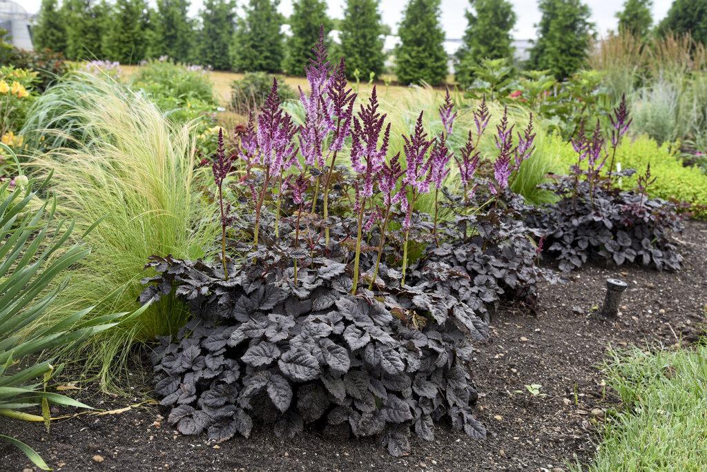 Astilbe 'Dark Side of the Moon' | Proven Winners® - Image 3