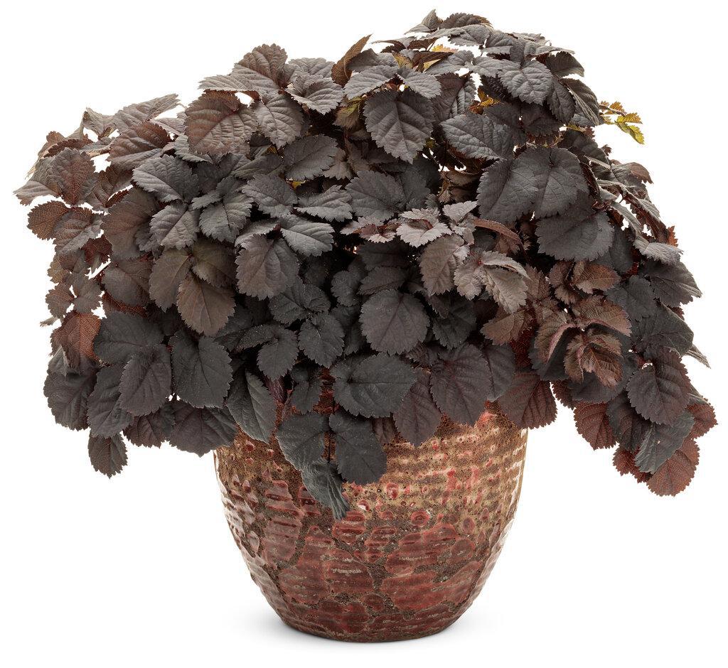 Astilbe 'Dark Side of the Moon' | Proven Winners® - Image 4