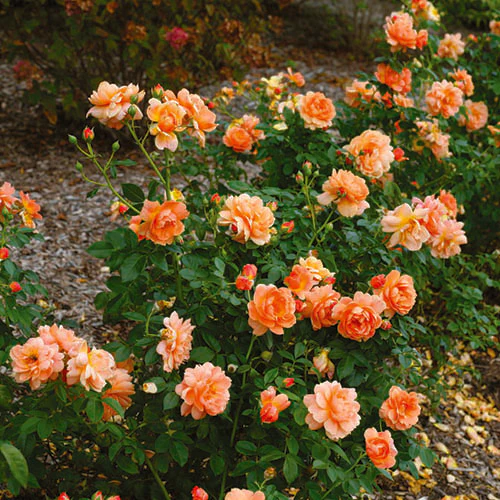 AT LAST® Rose - Image 3