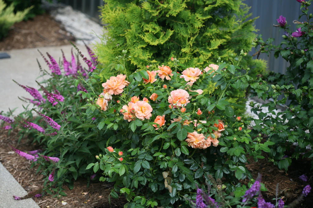AT LAST® Rose - Image 4