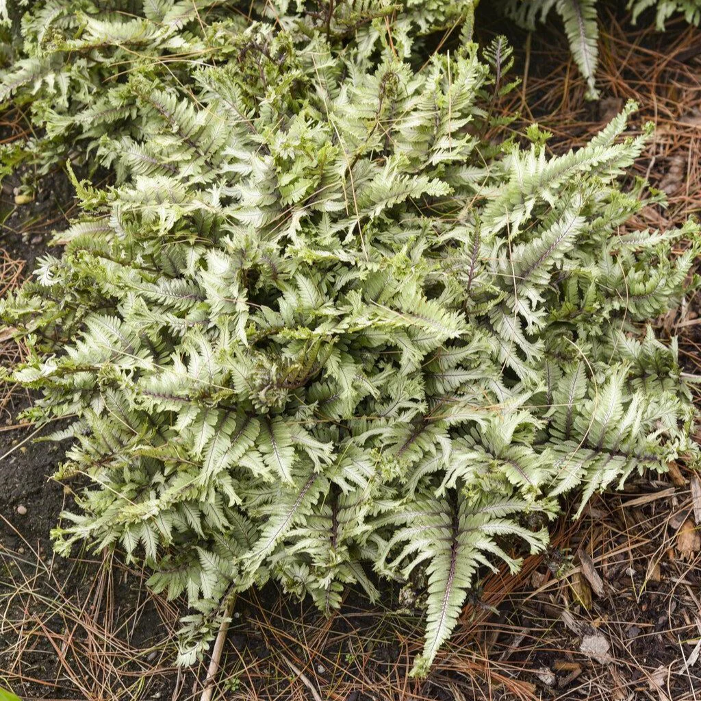 Crested Surf' Crested Japanese Painted Fern | Proven Winners