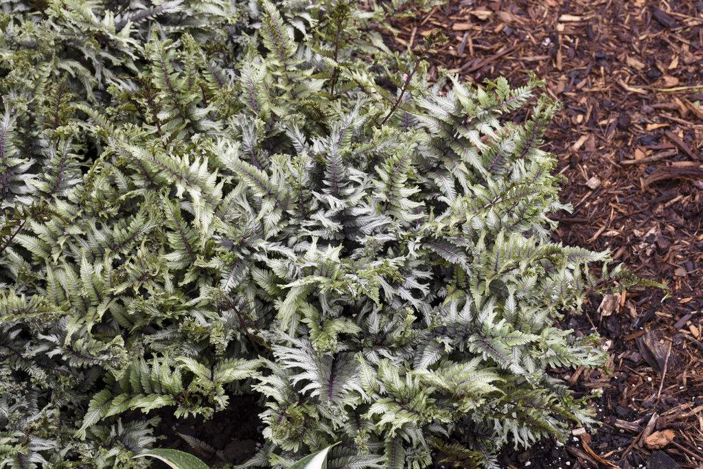 Crested Surf' Crested Japanese Painted Fern | Proven Winners - Image 2