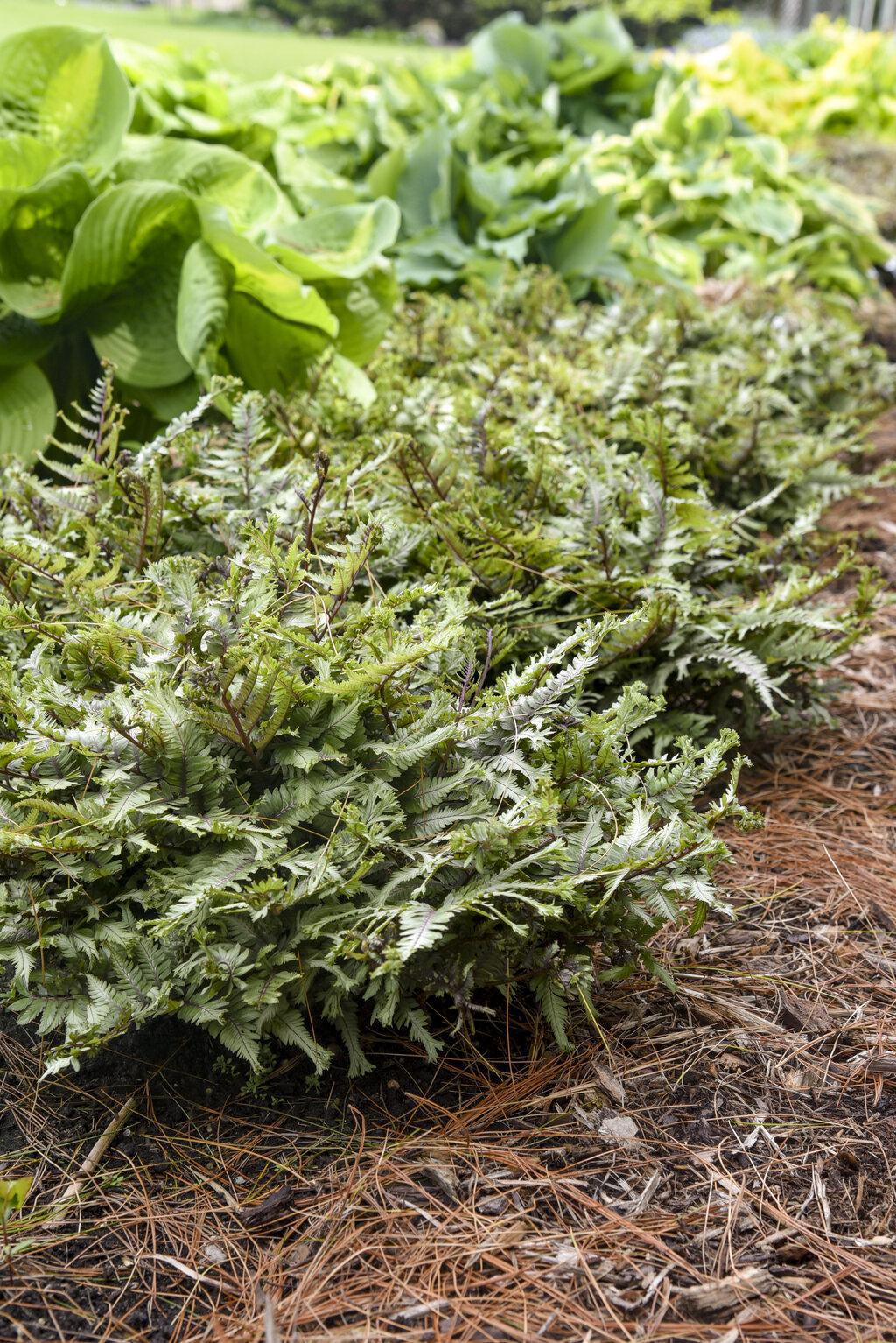 Crested Surf' Crested Japanese Painted Fern | Proven Winners - Image 3