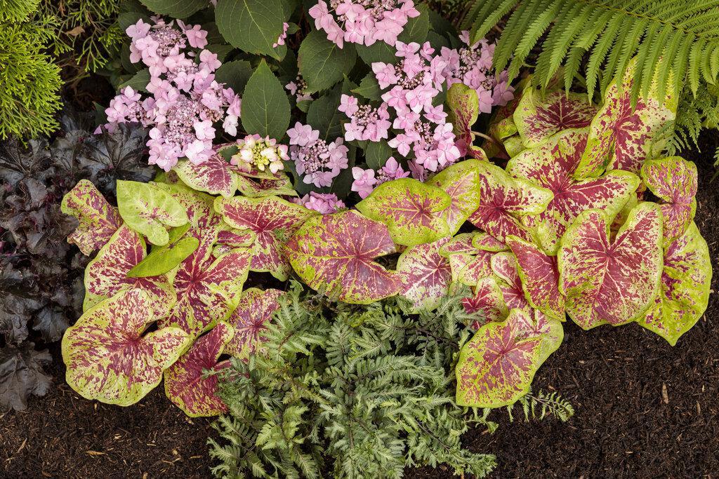 Crested Surf' Crested Japanese Painted Fern | Proven Winners - Image 4