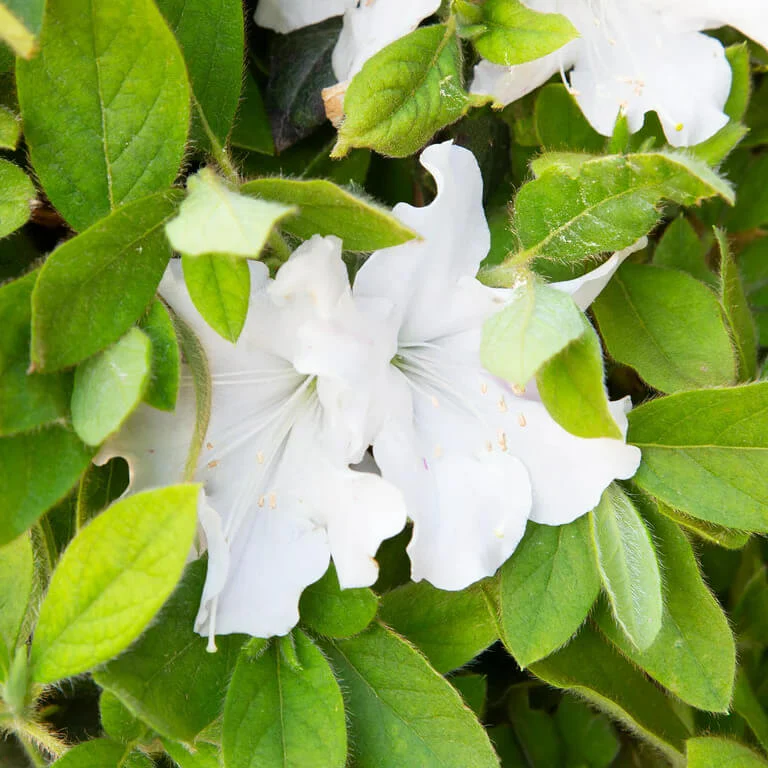 Autumn Angel Encore Azalea - Image 2