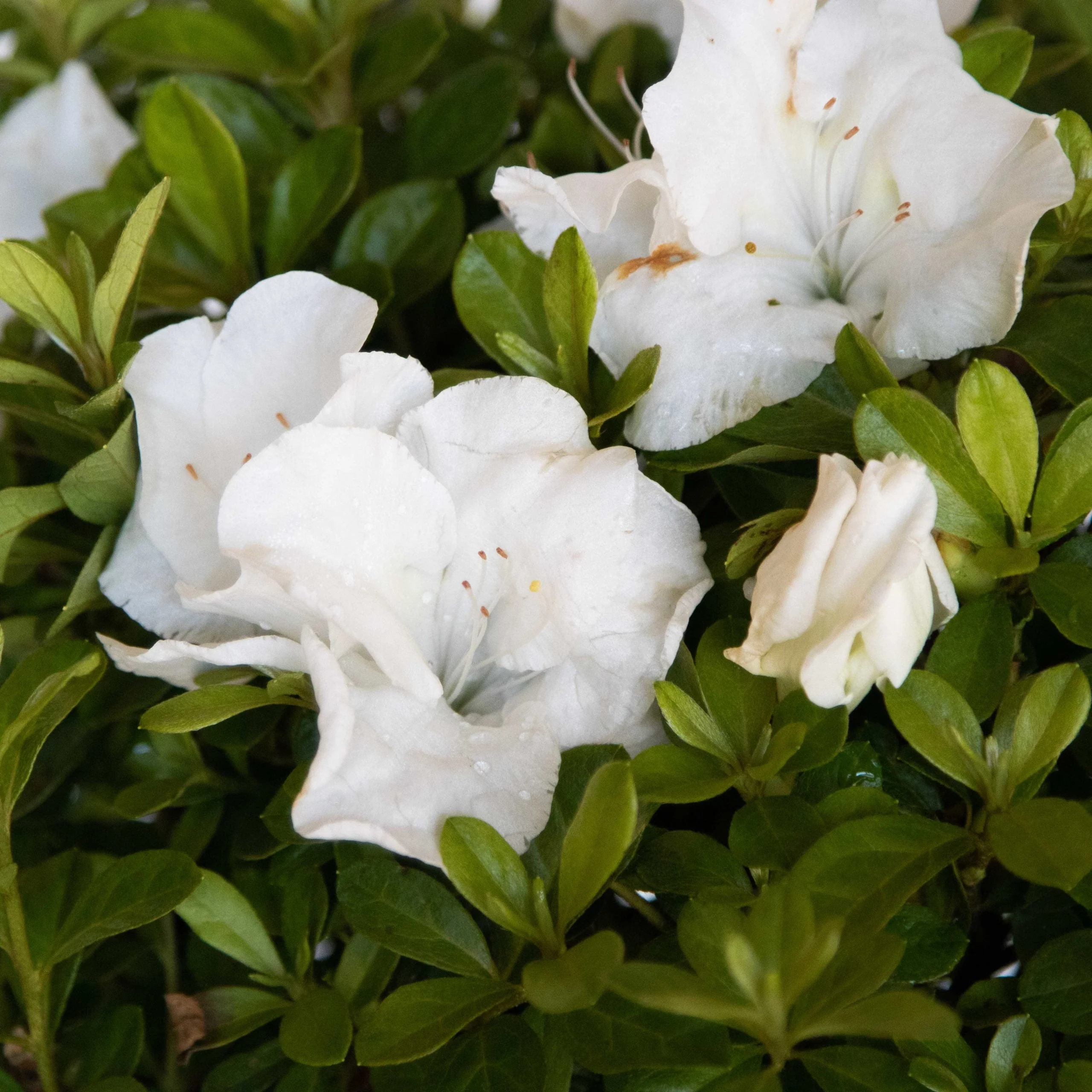 Autumn Angel Encore Azalea - Image 6