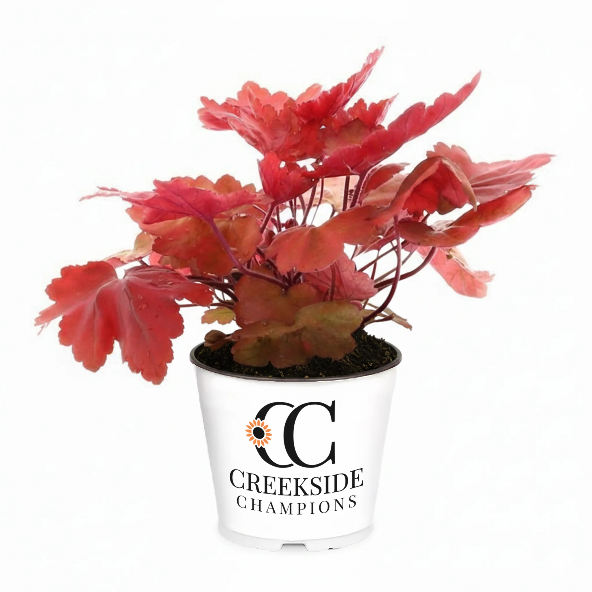 Autumn Leaves' Heuchera | Creekside Champions™