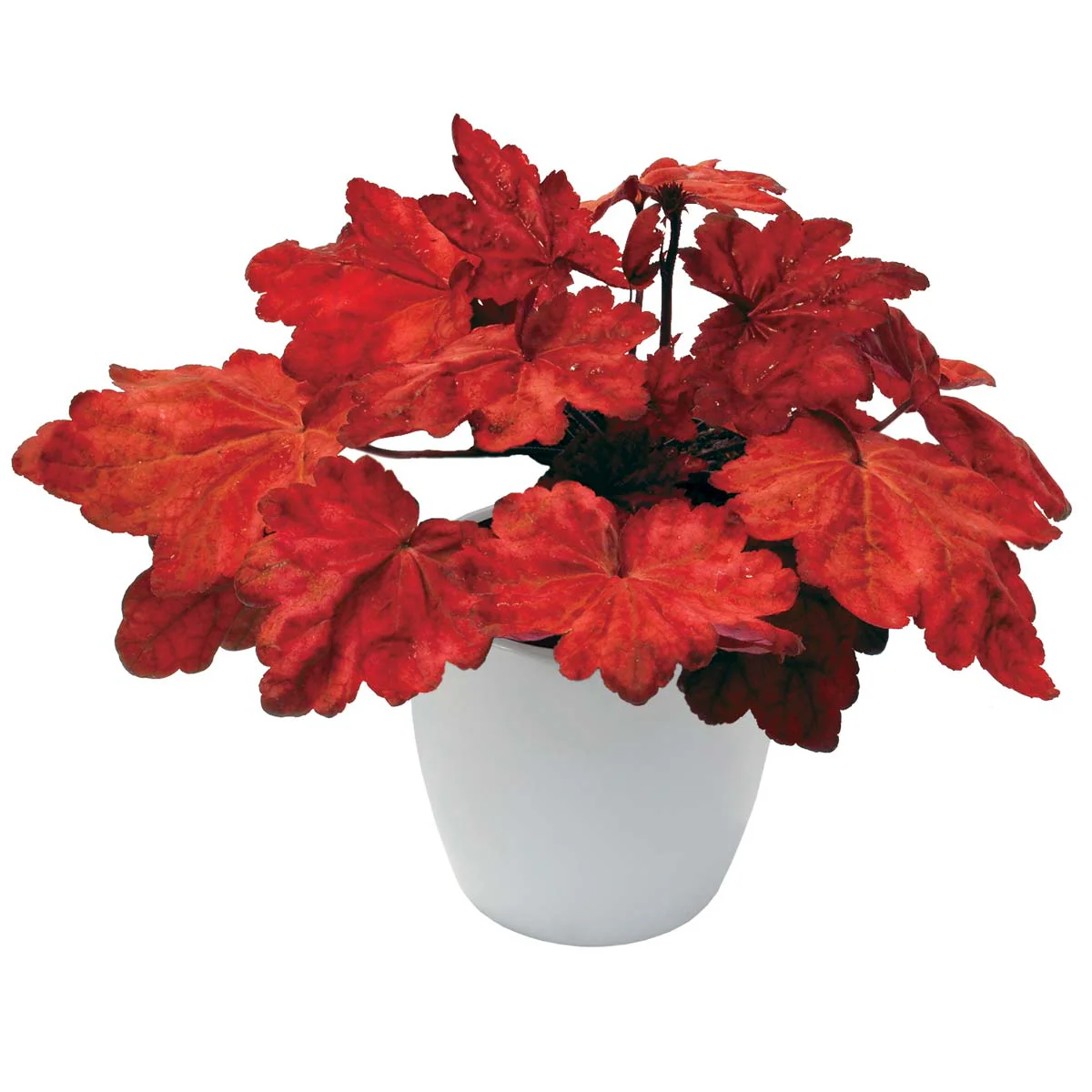 Autumn Leaves' Heuchera | Creekside Champions™ - Image 2