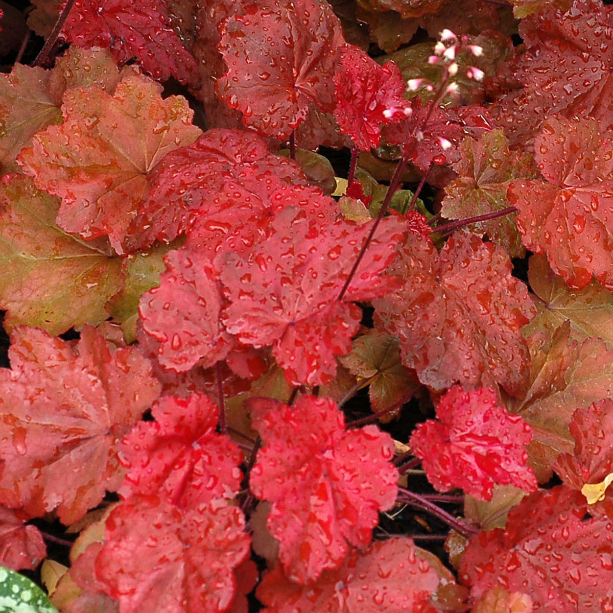 Autumn Leaves' Heuchera | Creekside Champions™ - Image 3