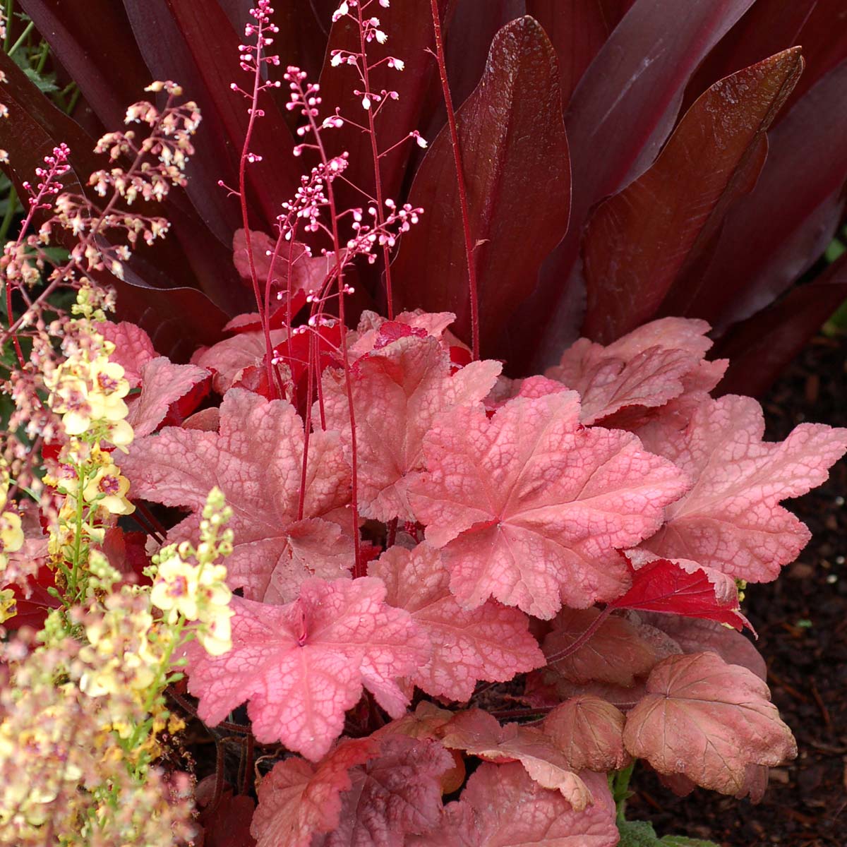 Autumn Leaves' Heuchera | Creekside Champions™ - Image 4
